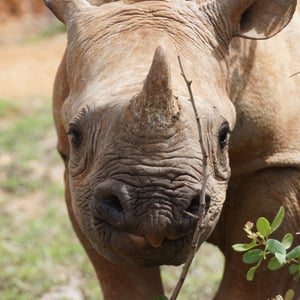 Black rhino calf Meimei, Ol Jogi Conservancy, Kenya (C) Save the Rhino International