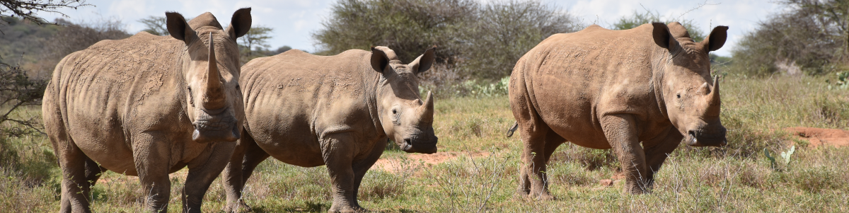 Banner Image - Crash of white rhinos (C) Save the Rhino International