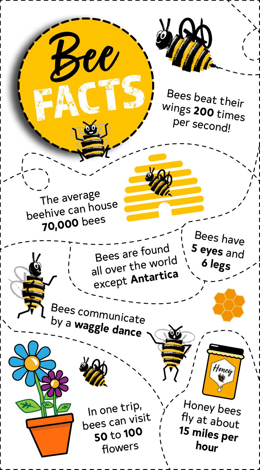 Bee Facts Infographic