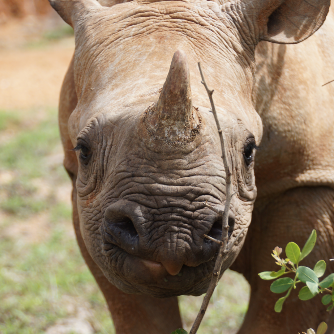 Black rhino calf Meimei, Ol Jogi Conservancy, Kenya (C) Save the Rhino International